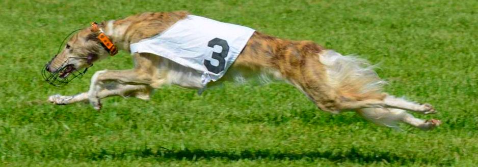 are silken windhounds good distance running dogs